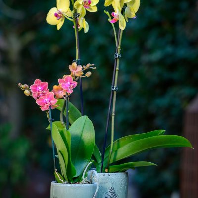 Kamerplanten orchidee