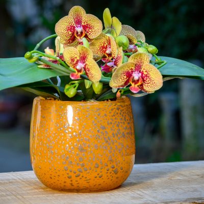 Kamerplanten Orchidee